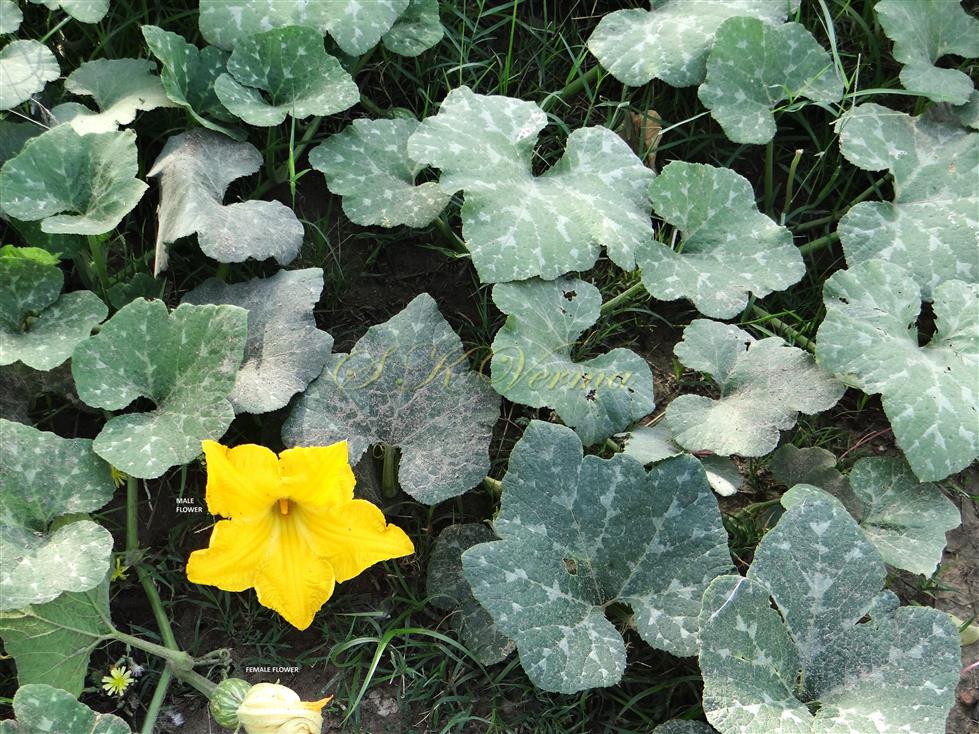  Plant with male and female flower